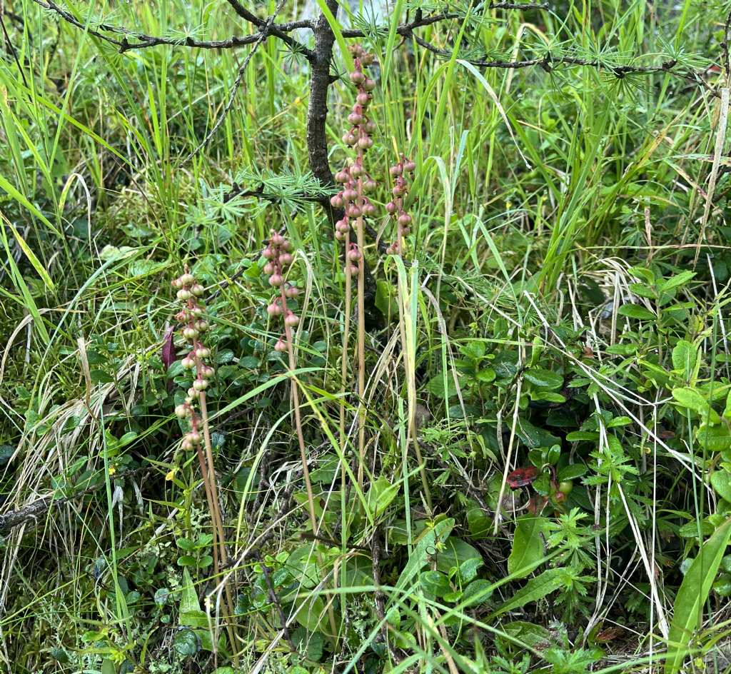 Lago Maresse,Laghetto M.ga Clevet,Laghetto M.ga Clef....escursione